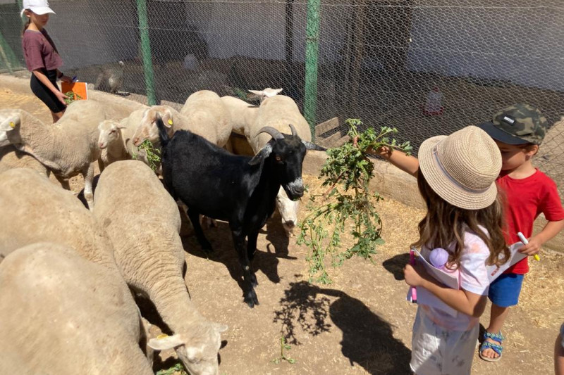 ovejas comida niños
