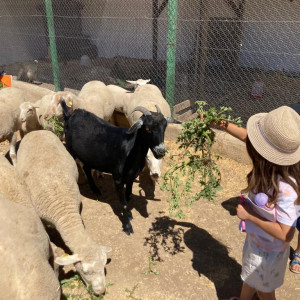 ovejas comida niños